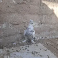 کفتر پلاس سینه ای سروردمسیاه قلمکار بوربوری دمسفید|پرنده|قم, رضویه|دیوار