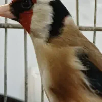 سهره حلب چهار گل.