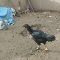 خروس منیاتوری و مرغ