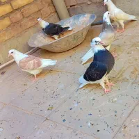 جوجه کبوتر
