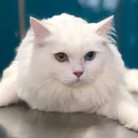 الو دامپزشک|خدمات آرایشگری و زیبایی|رشت, گلباغ نماز|دیوار