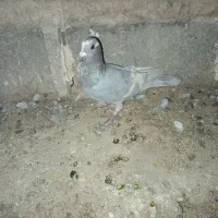 کبوتر الماسی