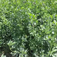 فروش یونجه درجه یک (جم)