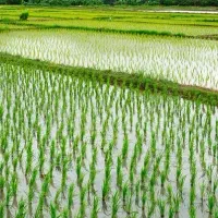 اجازه-زمین-کشاورزی