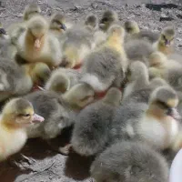 جوجه غاز|حیوانات مزرعه|سرشیو, |دیوار