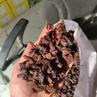 گله آفتابی کاشمر با ضمانت جواب دهی مخصوص آبگیری|خوردنی و آشامیدنی|مشهد, عبادی|دیوار