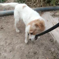 سگ پاپی تزیینی|سگ|فسا, |دیوار