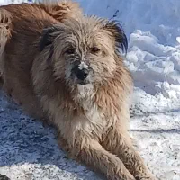 سگ‌حرف‌گوش‌کن