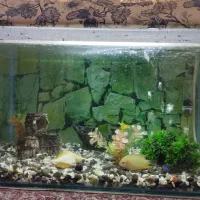 آکواریوم شیشه خم ماهیران