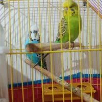 مرغ عشق|پرنده|خرمشهر, |دیوار