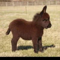 ماکت خرگوش سینم