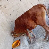 شادگان