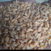 خریدار بذر گندم افتاب