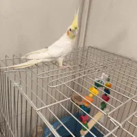 عروس هلندی با قفس و لوازم