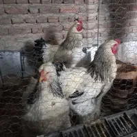 دو عدد خروس و یک عدد مرغ برهما  اصیل بفروشی