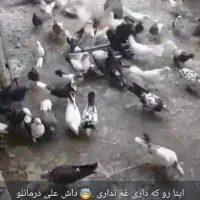 جوجه کفتر خیس قاره دوم سفید|پرنده|رباط‌کریم, رباط‌کریم|دیوار