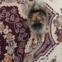 سگ پامر عروسکی|سگ|مراغه, |دیوار