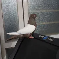 کفتر سینه قهوه ای ماده  بی عیب