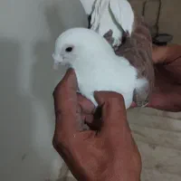 کفتر یا کبوتر|پرنده|تهران, خانی‌آباد نو|دیوار