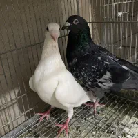 چند جفت کبوتر