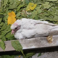 کبوتر|پرنده|اسلامآباد غرب, |دیوار