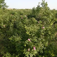 فروش زمین ۱۲۰۰ متری در فرخد