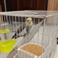 عروس هلندی نر و بازی گوش