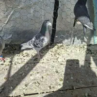 ماده میکس جان اردن و موریس دلبر