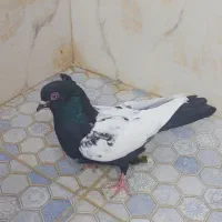 کبوتر سینه سیاه