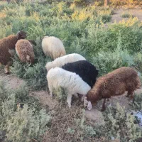 جاده اهواز  اندیمشک روستای راضی حمد|حیوانات مزرعه|کرخه, |دیوار