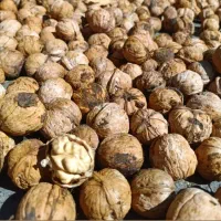 فروش ۲۵۰کیلو گردو تویسرکان دست پوس