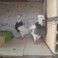 طوقی سیاه|پرنده|قشم, |دیوار