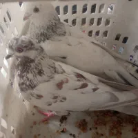 کبوتر|پرنده|شاهرود, |دیوار