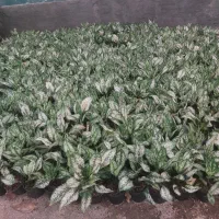 گل گیاه های آپارتمانی به قیمت تولیدی