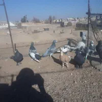 ده تا کفترنر فروشی