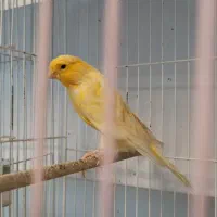 قناری نر مست مست شلاقی|پرنده|اصفهان, آبشار|دیوار