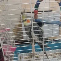 فروش عروس هلندی