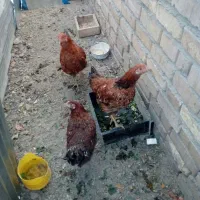 جوجه مرغ طاقچه سالم، فروشی مرغ وخروس|پرنده|مشهد, نوید|دیوار