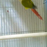 عروس هلندی گریچیک توله برزیلی|پرنده|ورامین, ورامین|دیوار