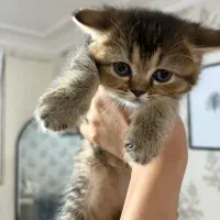 گربه اسکاتیش|گربه|آبادان, |دیوار