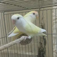 طوطی برزیلی و مرغ عشق