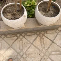 گلدان