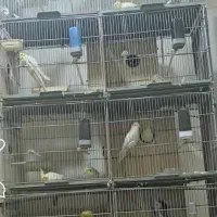 فروش ۹ جفت عروس هلندی کینگ مولد