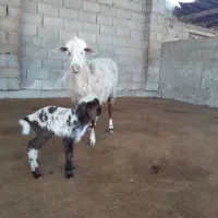 فروش گوسفند مادر با بره