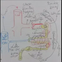 تدریس خصوصی زیست شناسی وشیمی نهایی وکنکوری(تضمینی)|خدمات آموزشی|تهران, فردوسی|دیوار