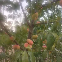 باغ-نقلی-و-قشنگ