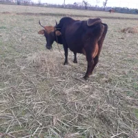 گاو محلی شیری با گوساله ماده سیمنتال امپولی|حیوانات مزرعه|رشت, یخسازی|دیوار