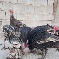 بوقلمون کاملا سالم