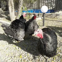 بوقلمون و خروس