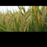 تخم جو هاشمی کیلویی۲۲۰